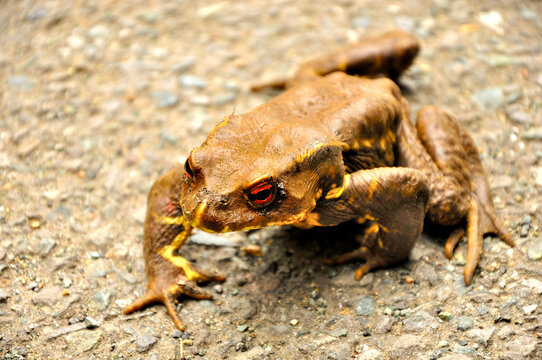 ガマガエル Images – Browse 123 Stock Photos, Vectors, and Video