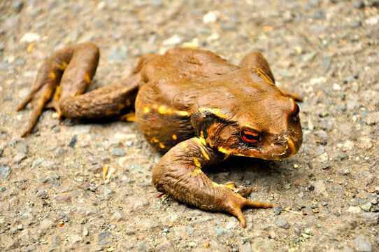 ガマガエル Images Browse 71 Stock Photos Vectors And Video Adobe Stock