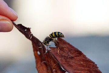 a woman's hand holds a fallen leaf with a bee on it. I love nature.