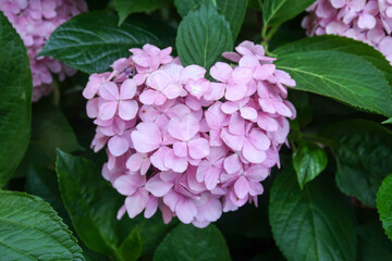 ハートのあじさい