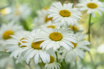 Obraz na płótnie Canvas Closeup of beautiful white daisy flowers
