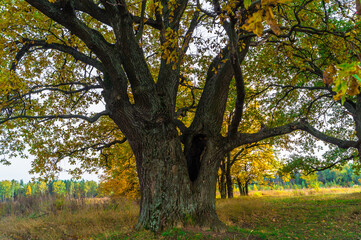 Relic oaks with lush crowns illuminated by the cold autumn sun.Beautiful ancient oak grove Golden...