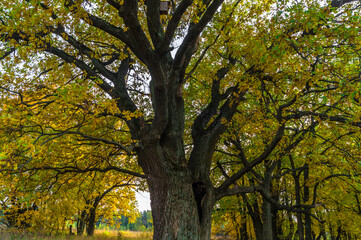 Obraz premium Relic oaks with lush crowns illuminated by the cold autumn sun.Beautiful ancient oak grove Golden autumn. 