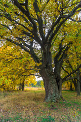 Fototapeta premium Relic oaks with lush crowns illuminated by the cold autumn sun.Beautiful ancient oak grove Golden autumn.