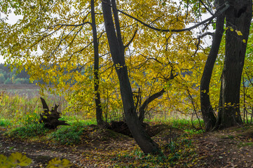 Relic oaks with lush crowns illuminated by the cold autumn sun.Beautiful ancient oak grove Golden autumn.	