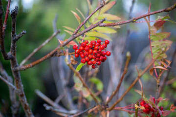red berries on a branch