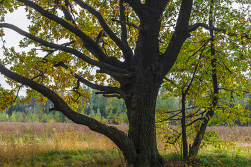 Relic oaks with lush crowns illuminated by the cold autumn sun.Beautiful ancient oak grove Golden autumn.