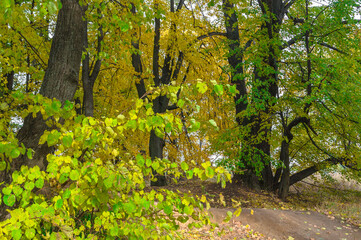 Relic oaks with lush crowns illuminated by the cold autumn sun.Beautiful ancient oak grove Golden autumn.