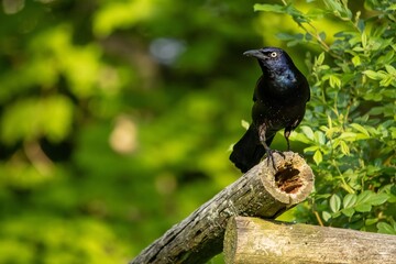 grackle, bird, nature, crow, animal, black, wildlife, wild, raven, beak, blackbird, tree, green,...