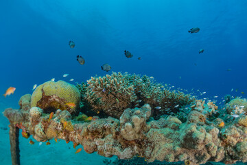 Coral reef and water plants in the Red Sea, Eilat Israel
