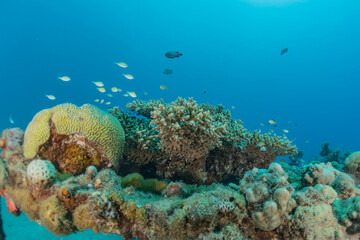 Coral reef and water plants in the Red Sea, Eilat Israel
