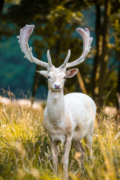 white fallow deer standing in long grass in the forest clearing 