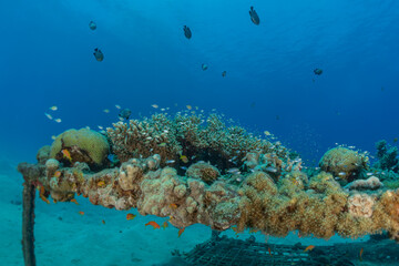Coral reef and water plants in the Red Sea, Eilat Israel
