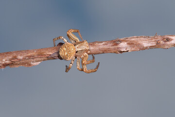 A small crab spider on a twig (Xysticus sp)