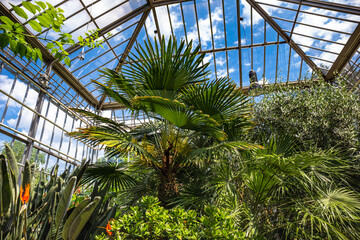 Fototapeta na wymiar Tropical plants of the greenhouse in Pankow Botanical Volkspark Blankenfelde, Berlin, Germany 