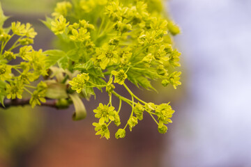 Blooming Norway Maple, Acer platanoides, in beautiful light