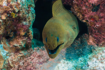 A green moray eel poking his head out of his temporary den in the reef. 
