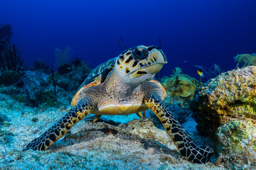 A hawksbill turtle next to some sponge on the reef. These turtles love to eat sponge so this is the...