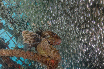 Lionfish in the Red Sea colorful fish, Eilat Israel
