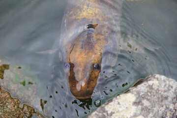 水面からほんの少し顔を出しているコイ