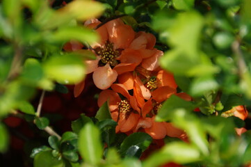 japanese quince