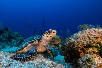 Obraz na płótnie Canvas A hawksbill turtle next to some sponge on the reef. These turtles love to eat sponge so this is the perfect environment for this docile creature
