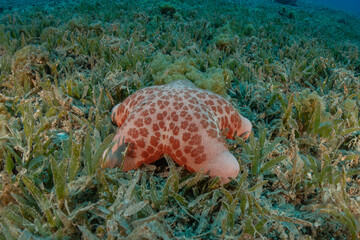 Starfish On the seabed in the Red Sea, Eilat Israel
