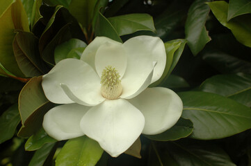 A white magnolia bloomed among the green leaves of the tree. A magnolia tree on a branch in the...