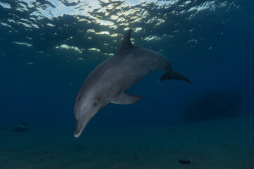 Fototapeta premium Dolphin swimming in the Red Sea, Eilat Israel 