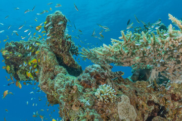 Coral reef and water plants in the Red Sea, Eilat Israel
