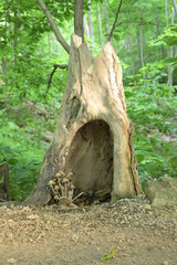 Tree Stump With Some Mushrooms
