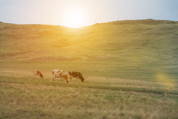 A herd of cows grazes on a green meadow in a mountainous area. against the background of the sunset