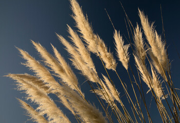 Floral background. Closeup view of Cortaderia selloana, also known as Pampas grass, ear of golden flowers spring blooming in the garden with a deep blue sky as background.