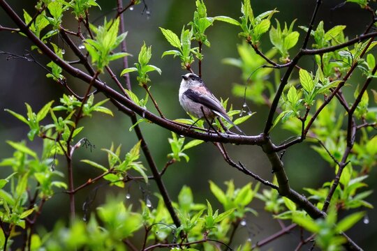 4 1 Best かわいらしい Images Stock Photos Vectors Adobe Stock