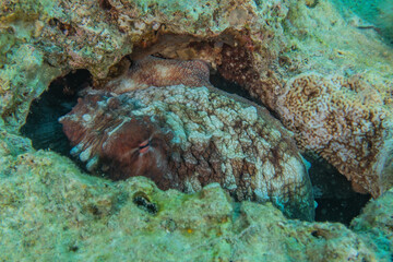 Fish swim in the Red Sea, colorful fish, Eilat Israel
