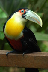 yellow billed toucan