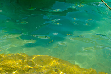 Fototapeta na wymiar fish swimming in the water