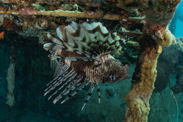 Lionfish in the Red Sea colorful fish, Eilat Israel
