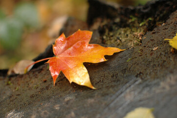An orange-yellow maple leaf is lying on a stump. Autumn park.