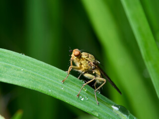 fly on leaf