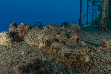 Fish swim in the Red Sea, colorful fish, Eilat Israel

