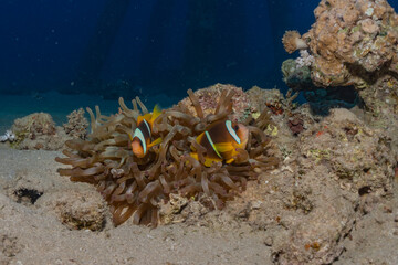 Coral reef and water plants in the Red Sea, Eilat Israel
