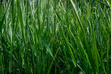 Obraz premium Background from green grass. Summer lawn.