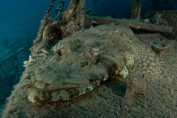 Fish swim in the Red Sea, colorful fish, Eilat Israel
