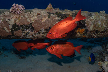 Fish swim in the Red Sea, colorful fish, Eilat Israel
