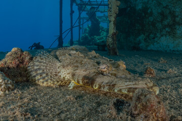 Fish swim in the Red Sea, colorful fish, Eilat Israel
