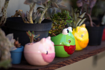 little succulent plant vases with animal faces