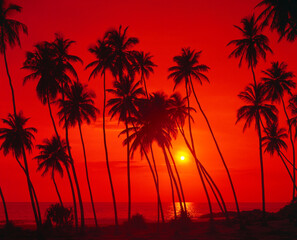 Fototapeta na wymiar palm beach, sunset, backlight, 