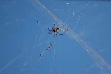spiders gathering insects for lunch