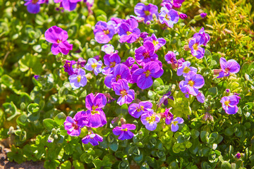 Violet  morphs of Sicilian violet, Viola aetnensis